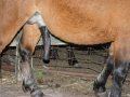 animal-pony_penis8.jpg